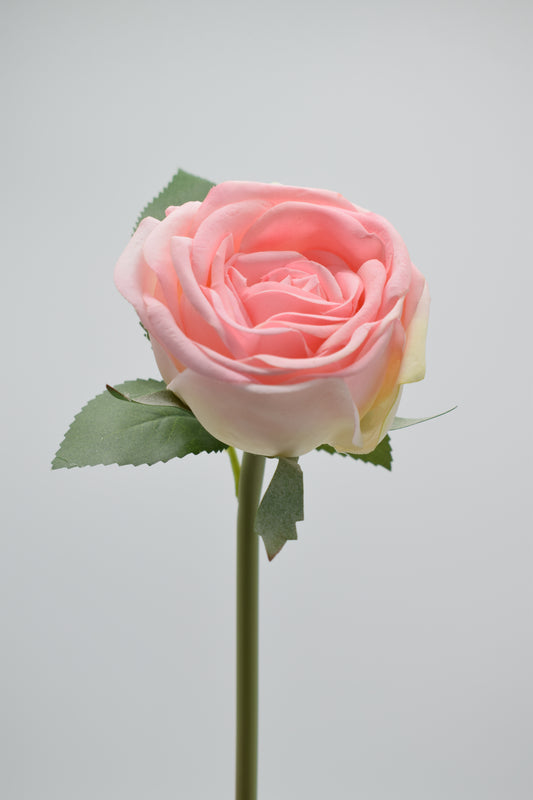 Ros 25cm, Rosa